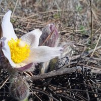 апрель :: Елена Шаламова апрель :: Елена Шаламова