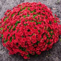 Яркость осенних цветов :: Галина Ложечникова