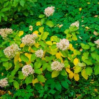 Гортензия осенью :: Галина Ложечникова