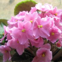 Фиалка :: Елена Семигина Фиалка :: Елена Семигина