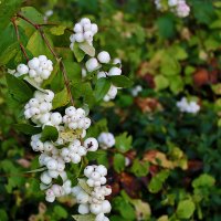 Снежноягодник в октябре :: Светлана 