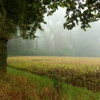 Туманное утро :: Юрий. Шмаков