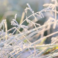 *** :: Елена Kазак (selena1965)