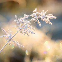 *** :: Елена Kазак (selena1965)