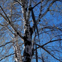 Берёзка :: Радмир Арсеньев