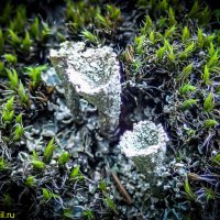 ЖИЗНЬ НА КАМНЯХ :: HART BAD