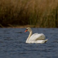 Лебедь. :: Sergey (Apg)