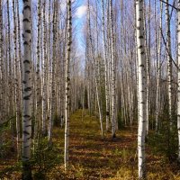 Березовая роща в октябре :: Сергей Ц