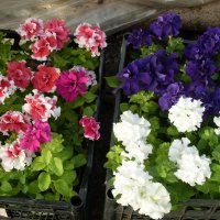 ПЕТУНИИ МАХРОВЫЕ :: СЕРГЕЙ ФИЛОЧКИН