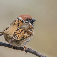 Воробьишка. :: Nik Lovec