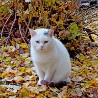 Осенний котейка. :: Vladimir Semenchukov