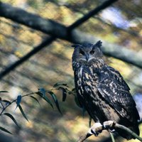 *** :: Валерий Бровко *** :: Валерий Бровко