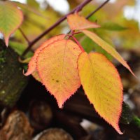 Листья ежевики :: Иван Генералов