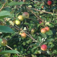 ЛЕТНИЙ УРОЖАЙ :: СЕРГЕЙ ФИЛОЧКИН