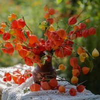 Физалис :: Елена Ахромеева