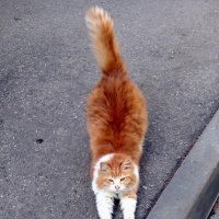 Кот во дворе :: Алексей Р.