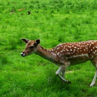 Из жизни животных(серия) :: Владимир Манкер