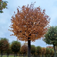 Осень :: Сапсан 