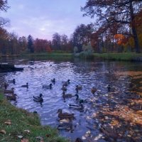 Утки :: Сапсан 