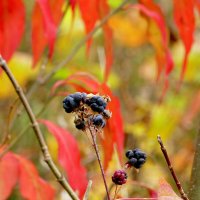 сегодняшняя осень 4 :: Александр Прокудин
