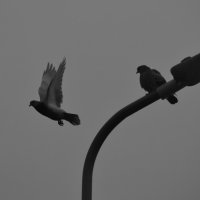 Голубь в полете :: Мария Яковлева