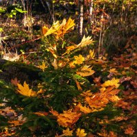 Природа ёлки принаряжает :: Светлана Никитина