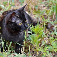 Черепашка :: Светлана Ищенко