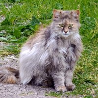 ... :: Светлана Ищенко