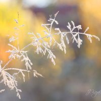 *** :: Елена Kазак (selena1965)