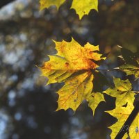 *** :: Елена Kазак (selena1965)