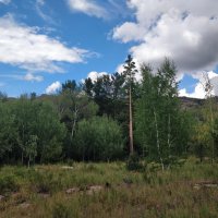 Лесная картинка :: Андрей Хлопонин Лесная картинка :: Андрей Хлопонин