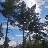 Сосны в Каркаралах :: Андрей Хлопонин Сосны в Каркаралах :: Андрей Хлопонин
