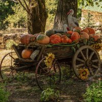 телега с тыквами :: Игорь Сикорский
