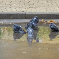 Банный день :: Валерий Иванович