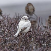 из жизни воробьев.белый воробей. :: юрий макаров