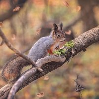 * :: Svetlana Galvez