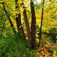 Краски октября :: Рита Симонова