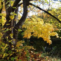 Краски октября :: Рита Симонова