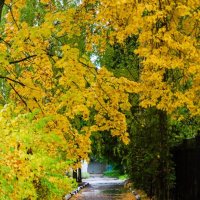 Городская осень :: Галина Ложечникова