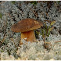 Моховик :: Aleksandr Gal