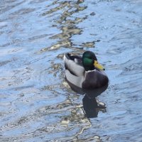 В осеннем пруду... :: Freddy 97