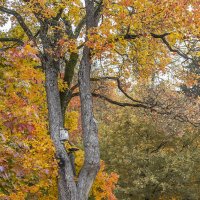 В парке городском... :: Bosanat В парке городском... :: Bosanat