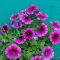 ПЕТУНИИ :: СЕРГЕЙ ФИЛОЧКИН