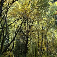 Осенний лес :: Alisia La DEMA Осенний лес :: Alisia La DEMA