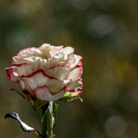 Розовые сны.... :: Sergey (Apg)