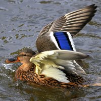 На взлет ..... :: Анатолий Анищик