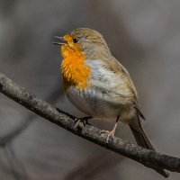 Зарянка. :: Nik Lovec Зарянка. :: Nik Lovec