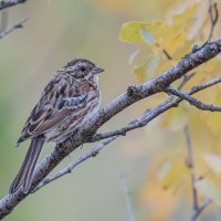 Овсянка  под дождем :: Игорь Шабалин