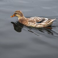 Уточка. :: Виктор Евстратов