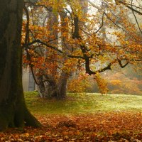 Осенние картинки :: Юрий. Шмаков